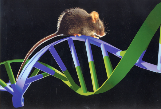 GB 14922—2022《實驗動物 微生物、寄生蟲學等級及監測》 標準解讀(圖12)